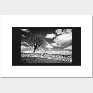 One Tree Wonder Black And White Posters and Art